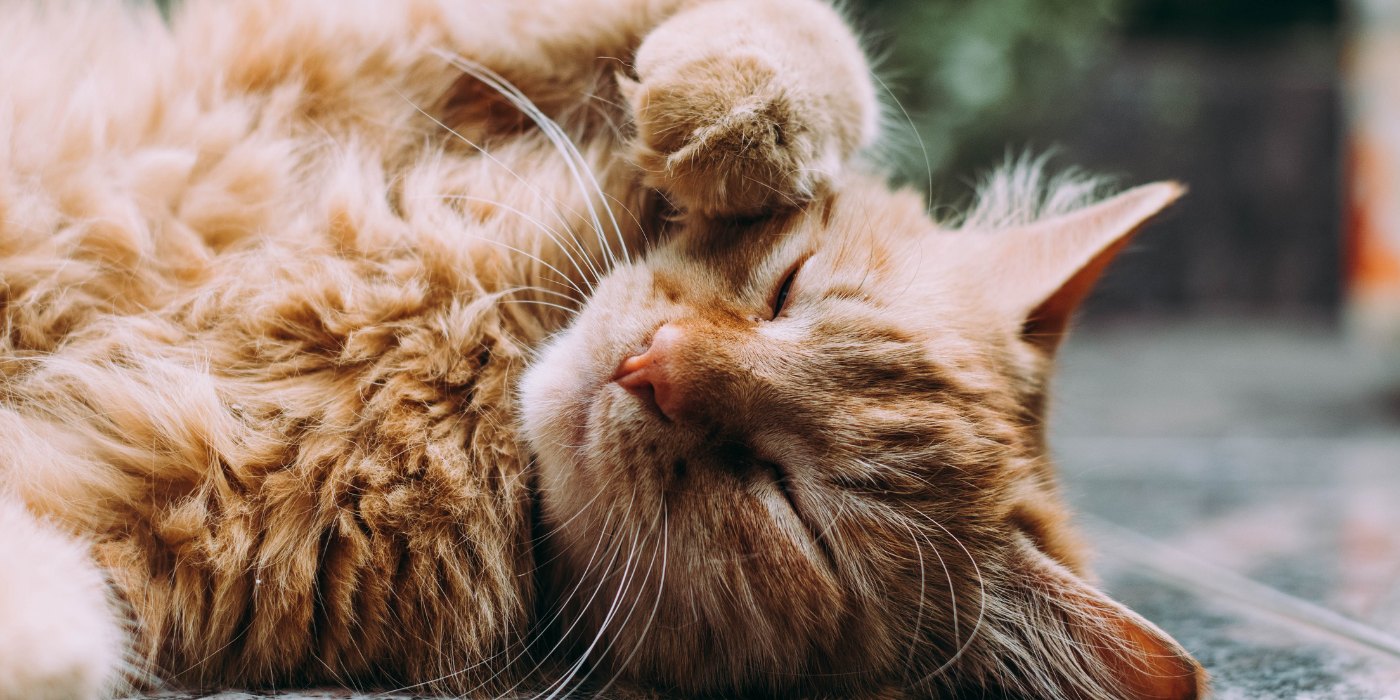 Why you should switch to an environmentally friendly cat food